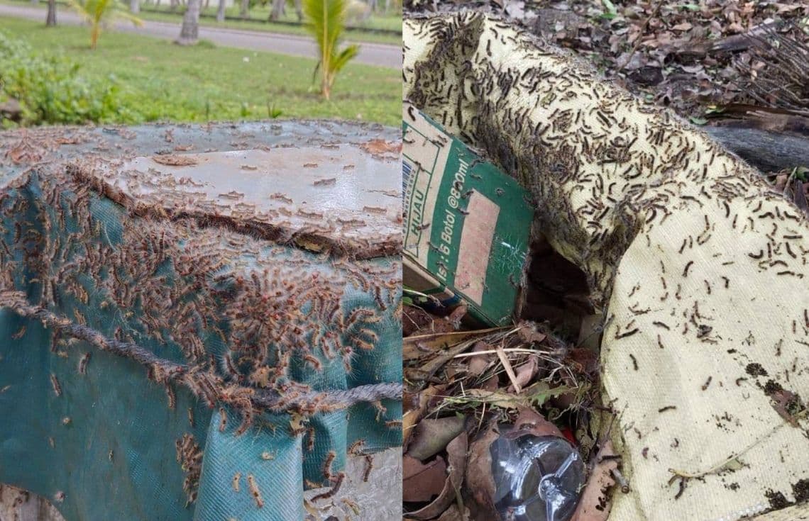ވިލާ ކުންފުނިން ހިންގާ ކާޑެއްދޫ އެއރޕޯޓުގައި ހުވަނި އަޅާފައި.