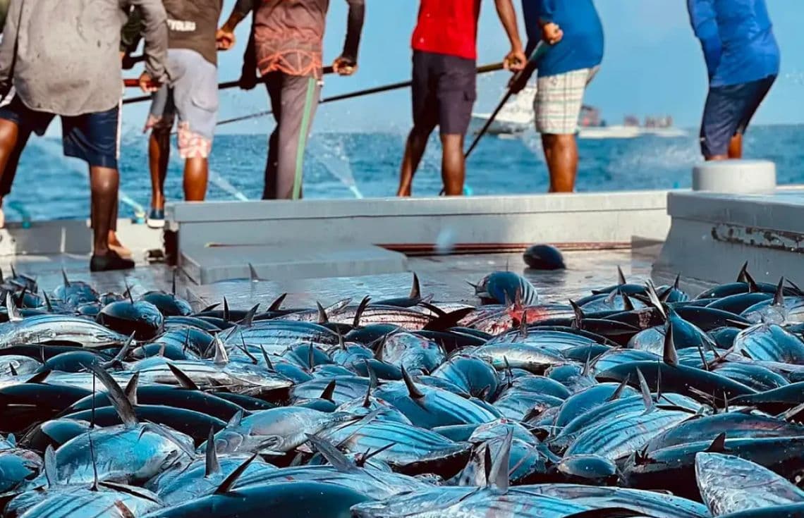 ފޮޓޯ: ތ. ގުރައިދޫ މަސްވެރިން