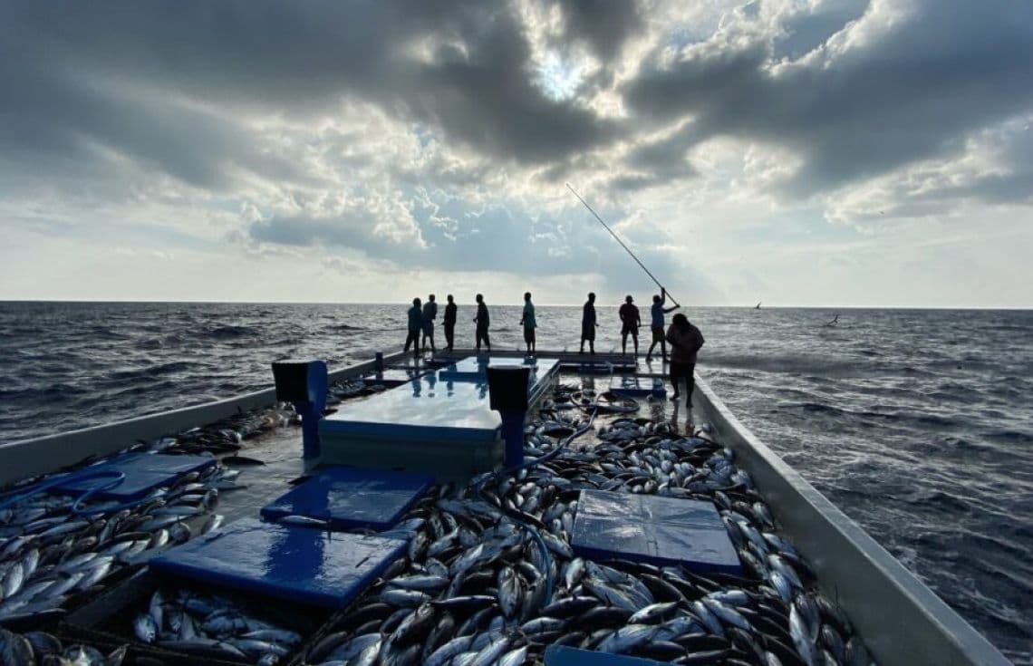 މަސްވެރިންތަކެއް.---ފޮޓޯ: ކެޔޮޅާ