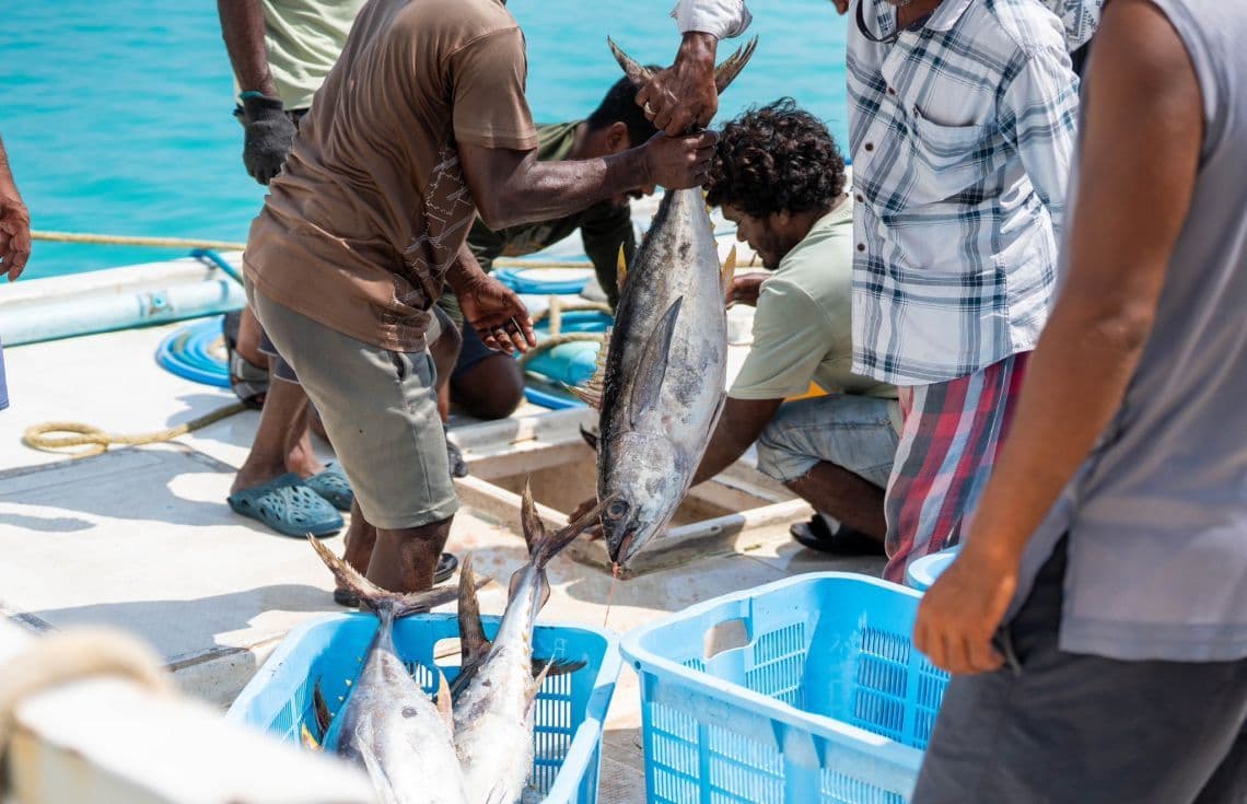 ދޯންޏަކުން ކަނޑުއޮތްގިރިއަށް ބޮޑުކަންނެލި ކިރުވަނީ--- ފޮޓޯ: ފިޝަރީޒް މިނިސްޓްރީ