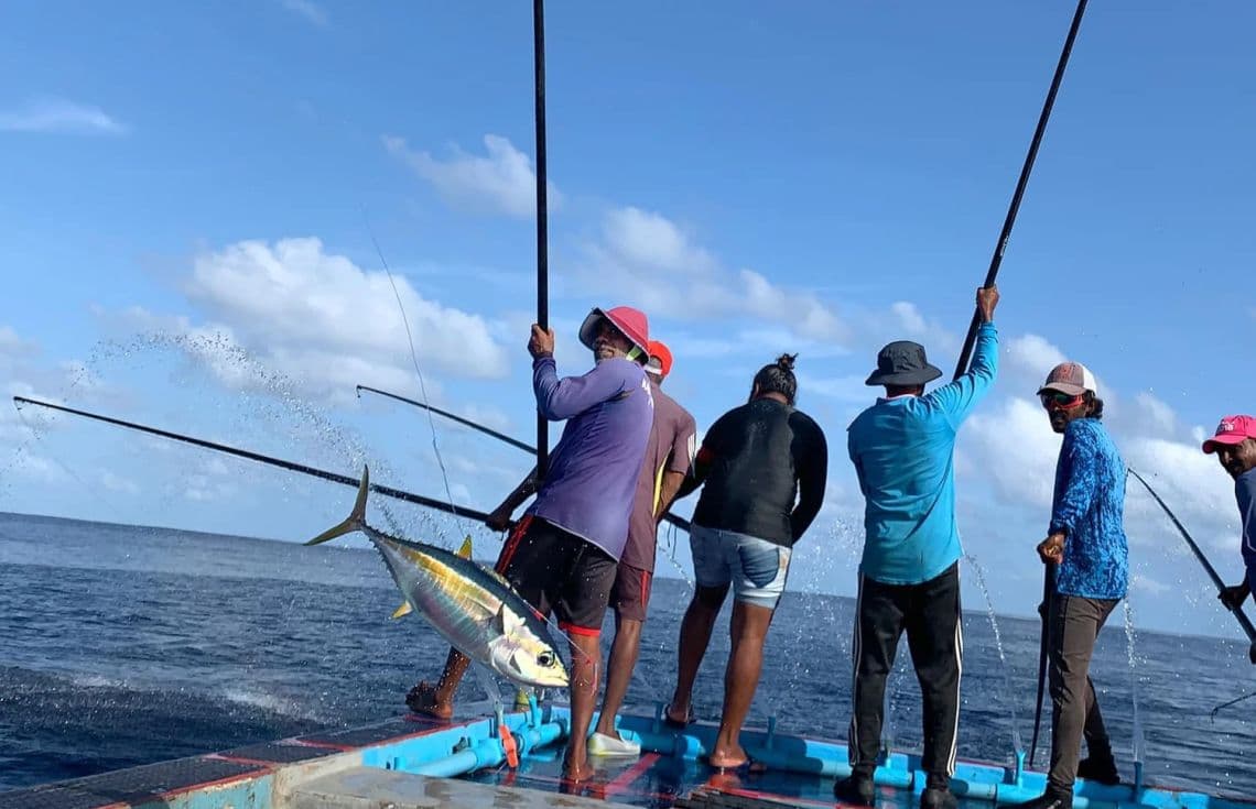 މަސްވެރިންތަކެއް މަހަށް ގޮސް މަސް ބާނަމުންދަނީ---