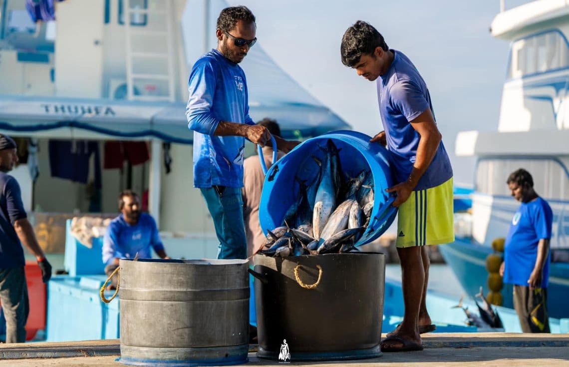 ބަޔަކު މަސް ކިރުވުމަށް މަސައްކަތް ކުރަނީ. / ފޮޓޯ: ޒުވާން މަސްވެރިޔާ