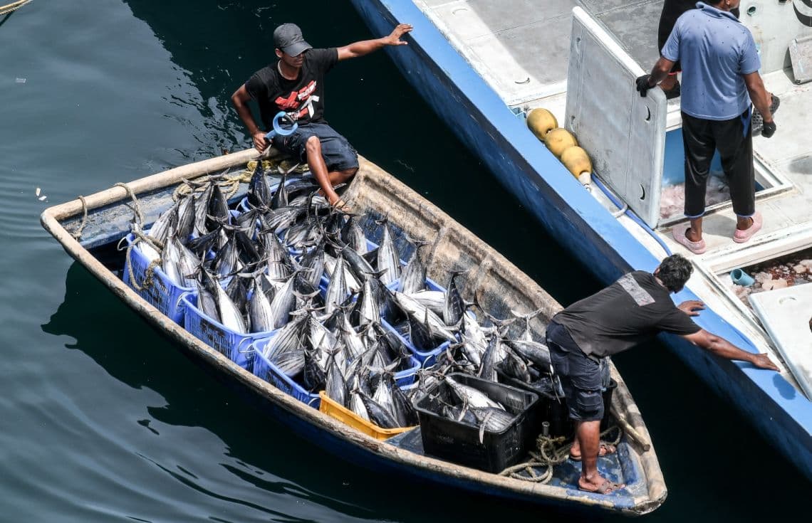 ދޯންޏަކުން ބޭނި މަސް ޑިންގީއެއްގައި އަކަށް އަރުވަނީ - ކުރީ ސަރުކާރުން 25 ރުފިޔާ އަށް ކިލޯ އެއް ވިއްކީ އިންތިހާބުގައި ވޯޓު ހޯދަން.