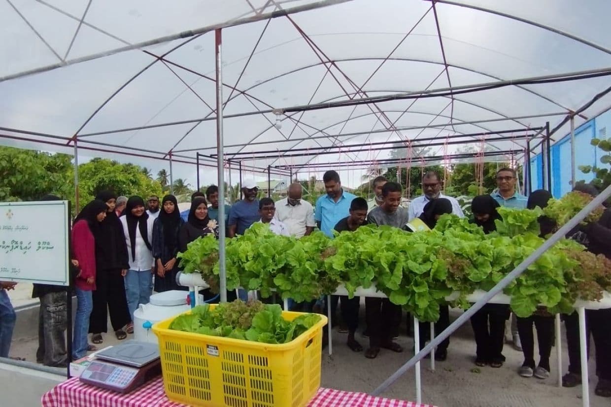 ހަނިމާދޫ ސްކޫލްގައި ފުރަތަމަ ފަހަރަށް ހެއްދި ލެޓިއުސް ކެނޑުމުގެ ރަސްމިއްޔާތުގެ ތެރެއިން/ ފޮޓޯ: ދަނޑުވެރިކަމާއި ދިރޭތަކެއްޗާ ބެހޭ ވުޒާރާ