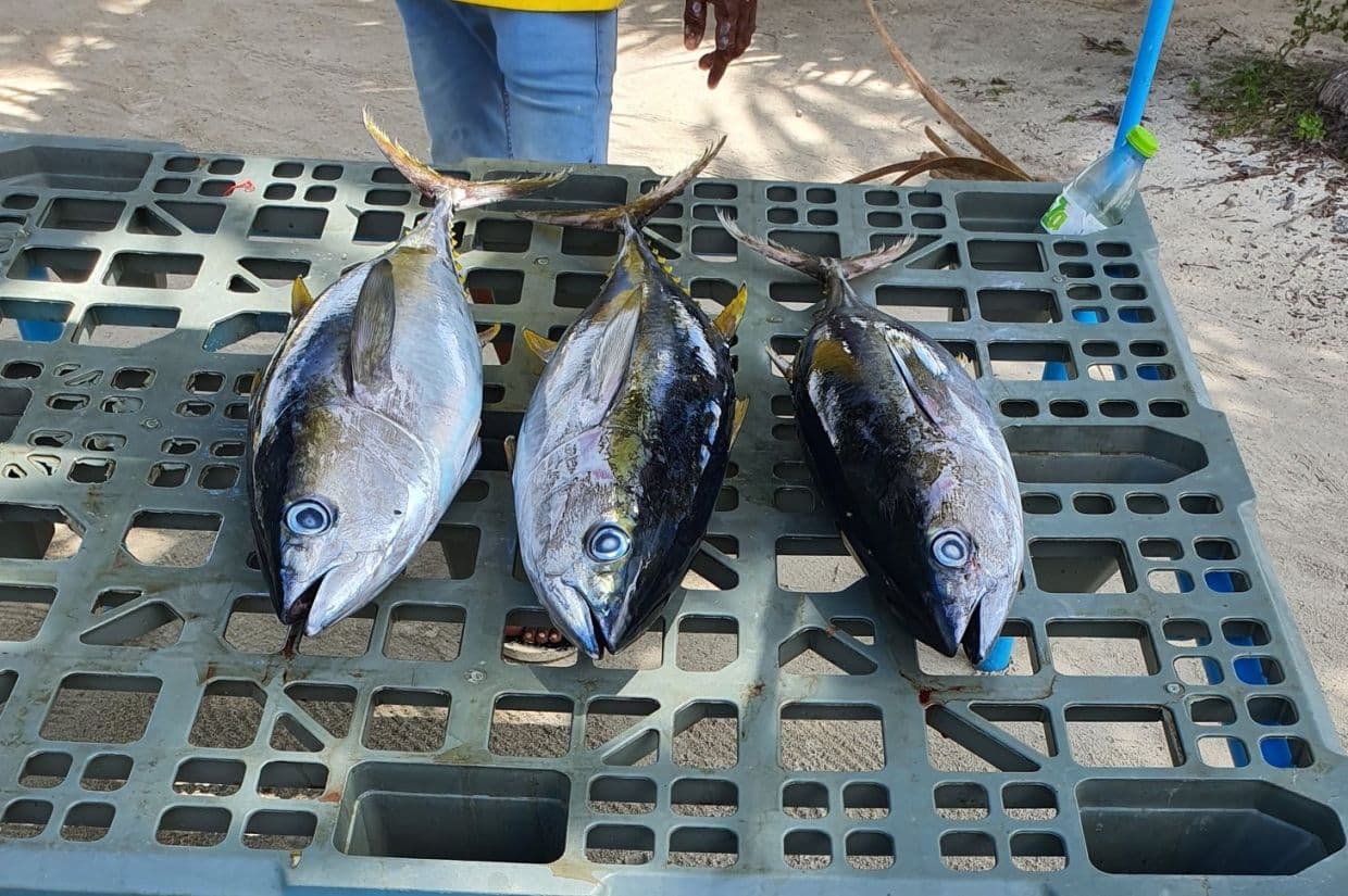 ބޮޑު ކަންނެލި. / ފޮޓޯ: ސޯޝަލް މީޑިއާ