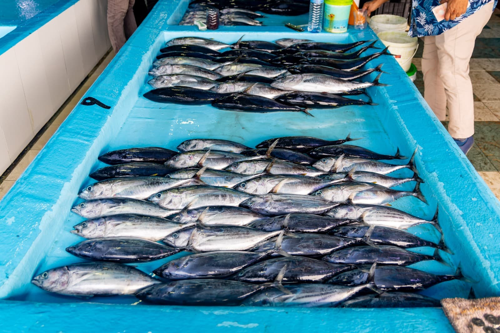 މަސްމާރުކޭޓްގައި ވިއްކަން ހުރި މަސްތަކެއް. މިދުވަސްވަރު ރާއްޖޭގެ މަސްވެރިކަން އަންނަނީ ރަނގަޅުވަމުން - ފޮޓޯ: ނައުޝަމް ވަޙީދު / ޚުލާސާ