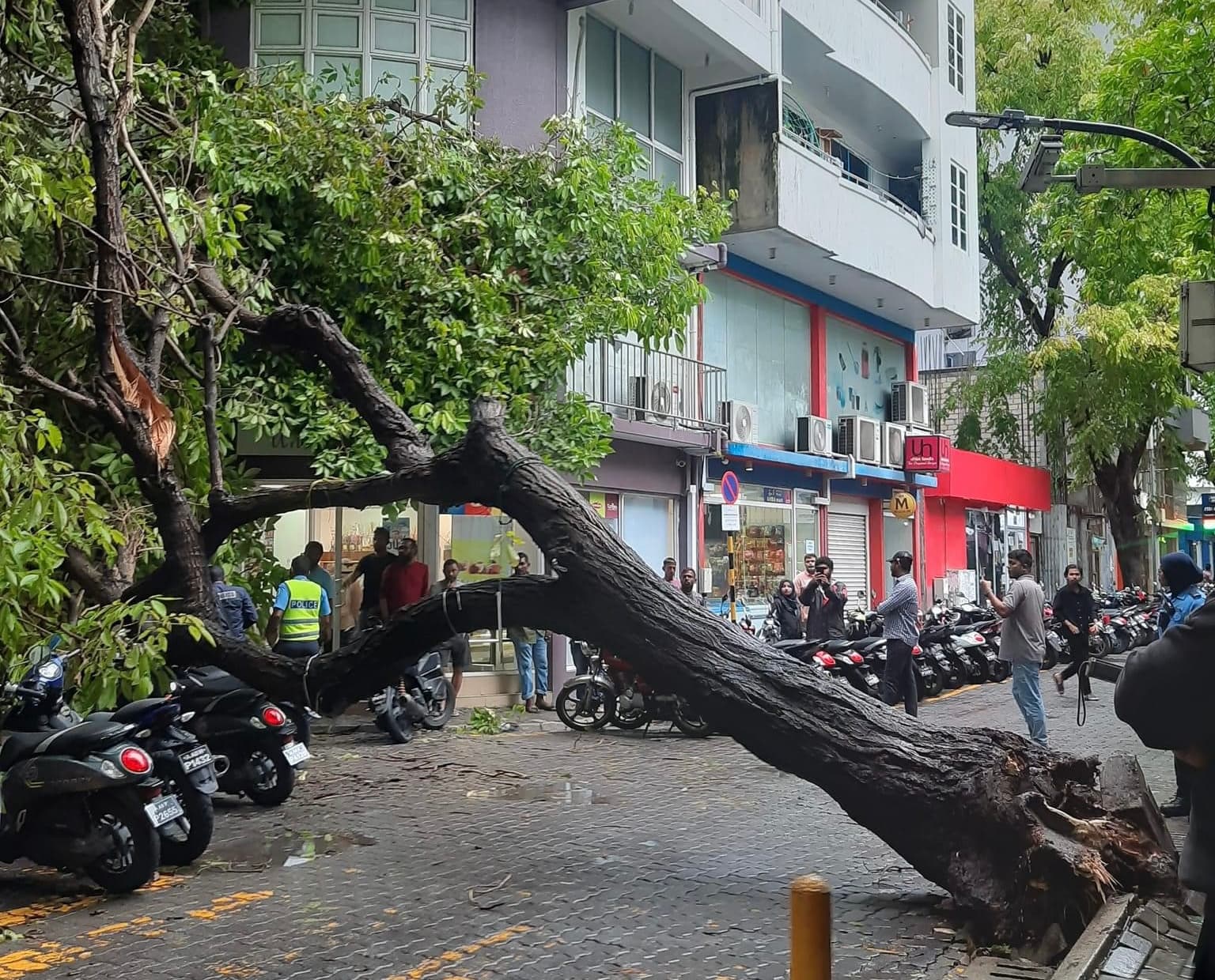 މާވެޔޮ މަގުގައި ވައިގަދަވުމުގެ ސަބަބުން ވެއްޓުނު ގަސް / ފޮޓޯ: ހުސެއިން ޒަބީރު