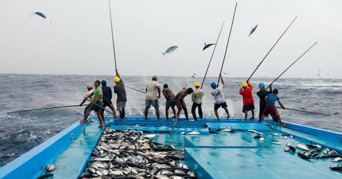 ހަތް ސަރަހައްދެއްގައި ގާއިމުކުރާ ކޯލްޑް ސްޓޯރޭޖުތަކާއެކު 23,500 ޓަނުގެ ރޯމަސް ރައްކާކުރެވޭނެ: މިނިސްޓްރީ