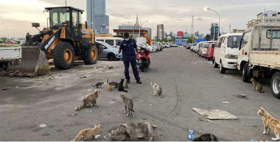 މާލޭގެ މަގުމަތީގައި ތިބި ބުޅާތަކަށް ފުލުހަކު ކާންދެނީ: ދަނޑުވެރިކަމާއި ދިރޭތަކެއްޗާ ބެހޭ މިނިސްޓްރީން މިފަދަ ބުޅާތަކަށް ރައްކާތެރި މާހައުލެއް ގާއިމް ކުރުމުގެ މަސައްކަތް ދަނީ ކުރަމުން
